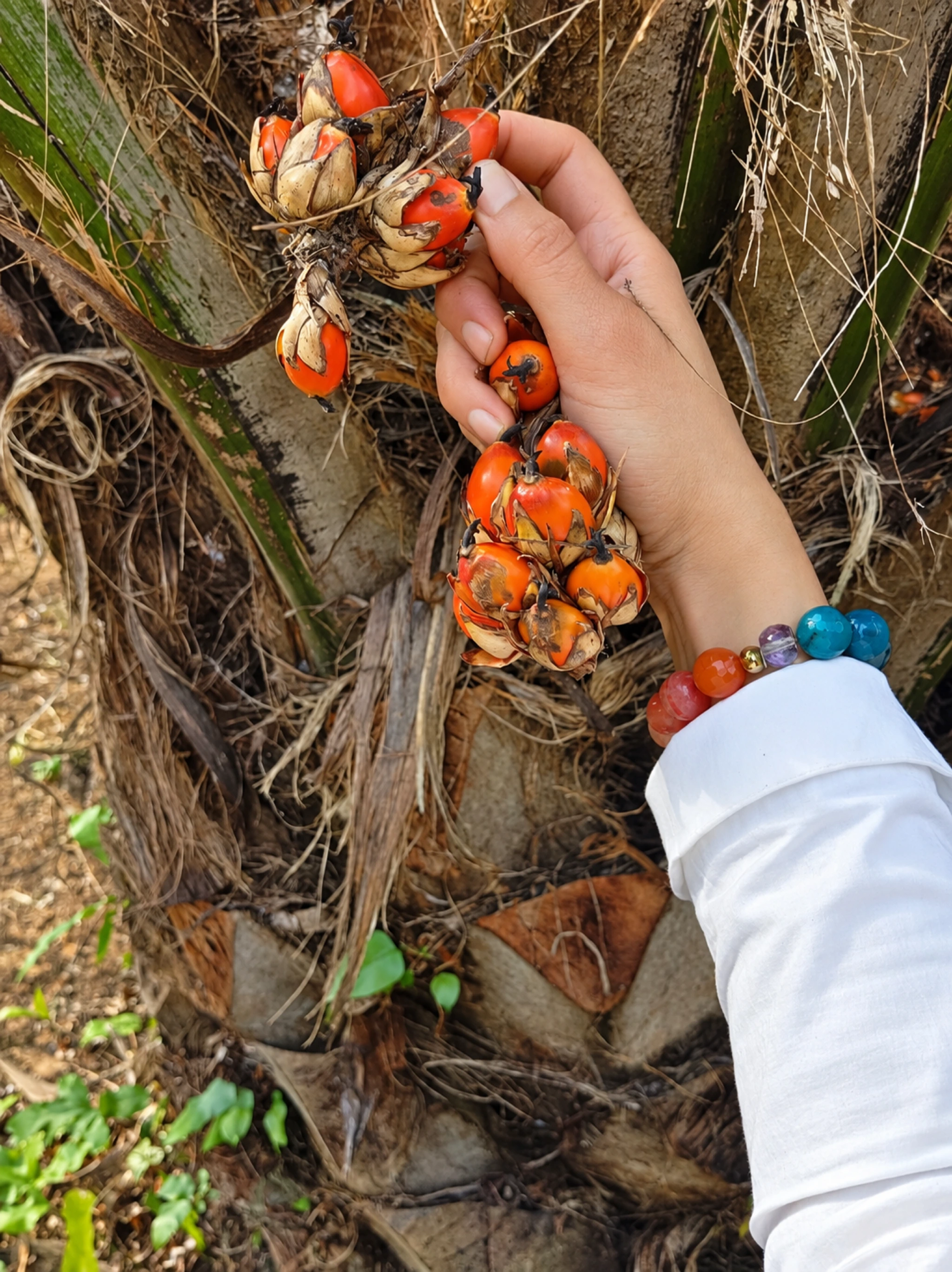 Detalle de una mano sosteniendo frutos junto a una palma
