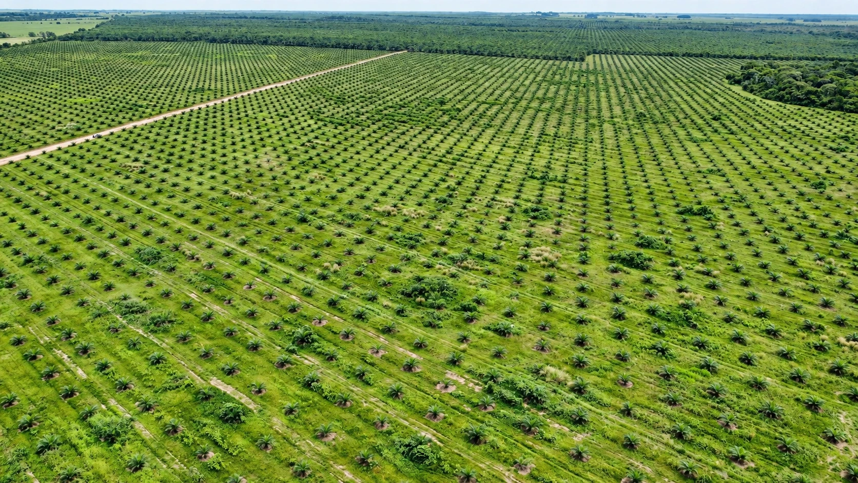 Vista de un cultivo de palma